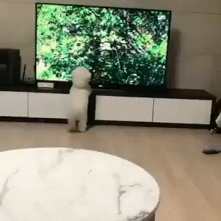 TV를 보고 야생이 깨어남.gif_1.gif