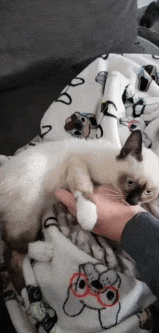 고양이 배 조물조물.gif_1.gif