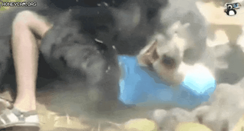 (혐) 사람을 잡아먹으려고 덤벼든 흑곰 . gif_1.gif