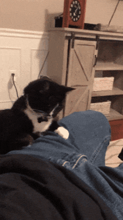 고추 때리는 고양이.gif_1.gif
