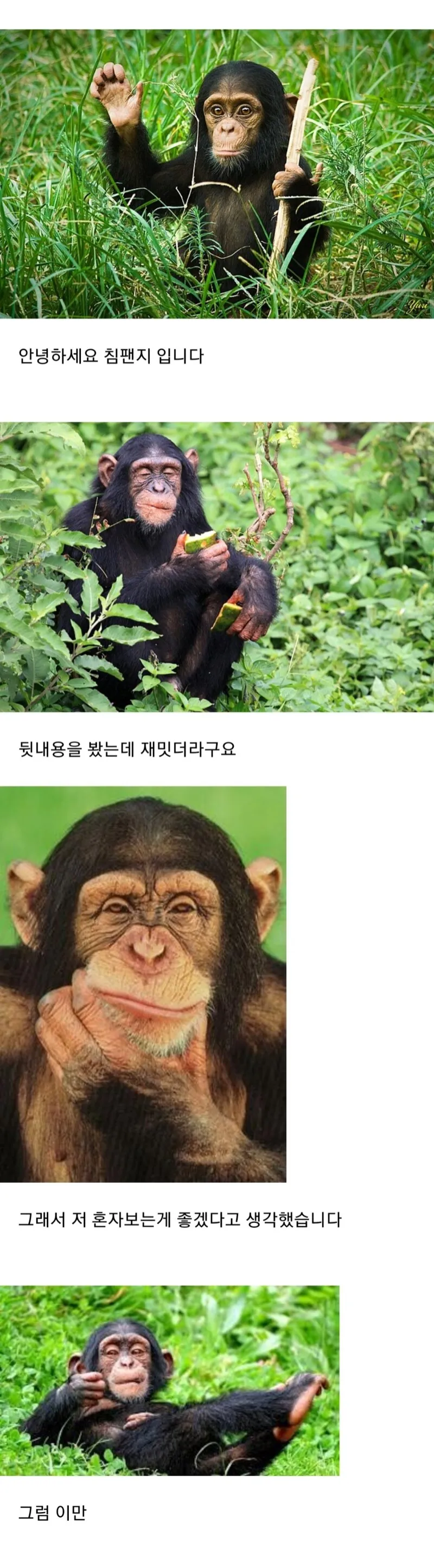 침팬지짤들 재밌음_3.webp