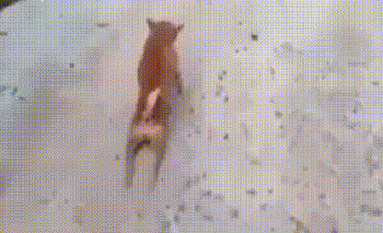 GIF 유주얼 서스펙트