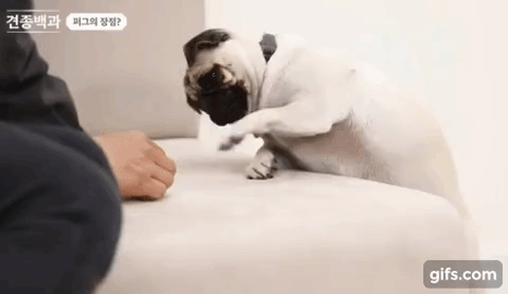 강형욱이 제발 움짤로 만들어달라고 요청한 퍼그의 귀여운 식탐_9.gif