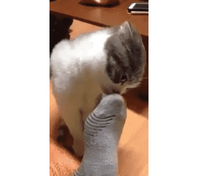 고양이들이 사람 발 냄새를 맡는 이유_1.gif