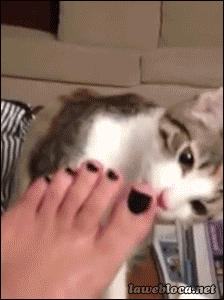 고양이들이 사람 발 냄새를 맡는 이유_2.gif