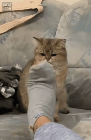 고양이들이 사람 발 냄새를 맡는 이유_3.gif