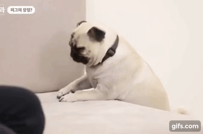 퍼그 놀리는 강형욱_3.gif