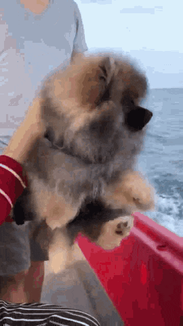 귀여운 물개짤 모음_10.gif