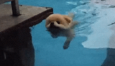 귀여운 물개짤 모음_7.gif