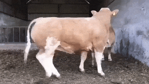 실패짤 모음.gif_2.gif