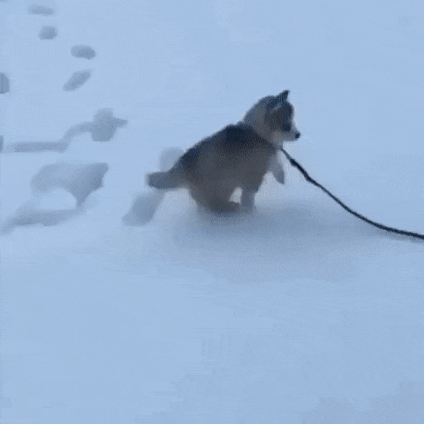 눈강아지.gif_1.gif