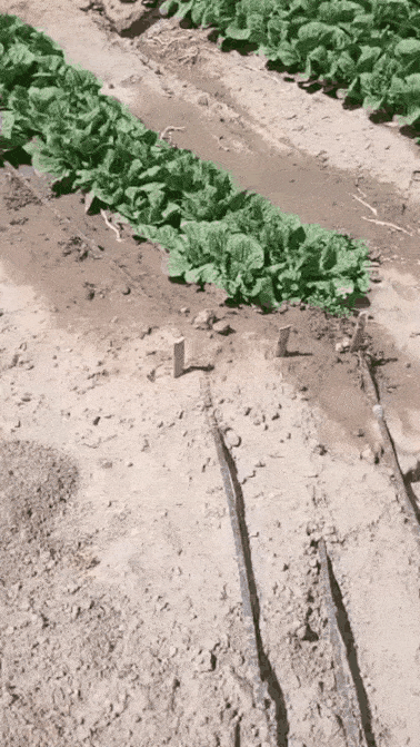 너네 두더지 함부로 만지지마라..._2.gif