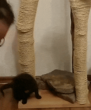 새끼 고양이한테 스크래쳐 쓰는 법 교육하기_1.gif