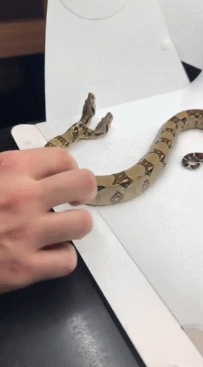 머리 두개를 가지고 태어난 뱀._1.gif