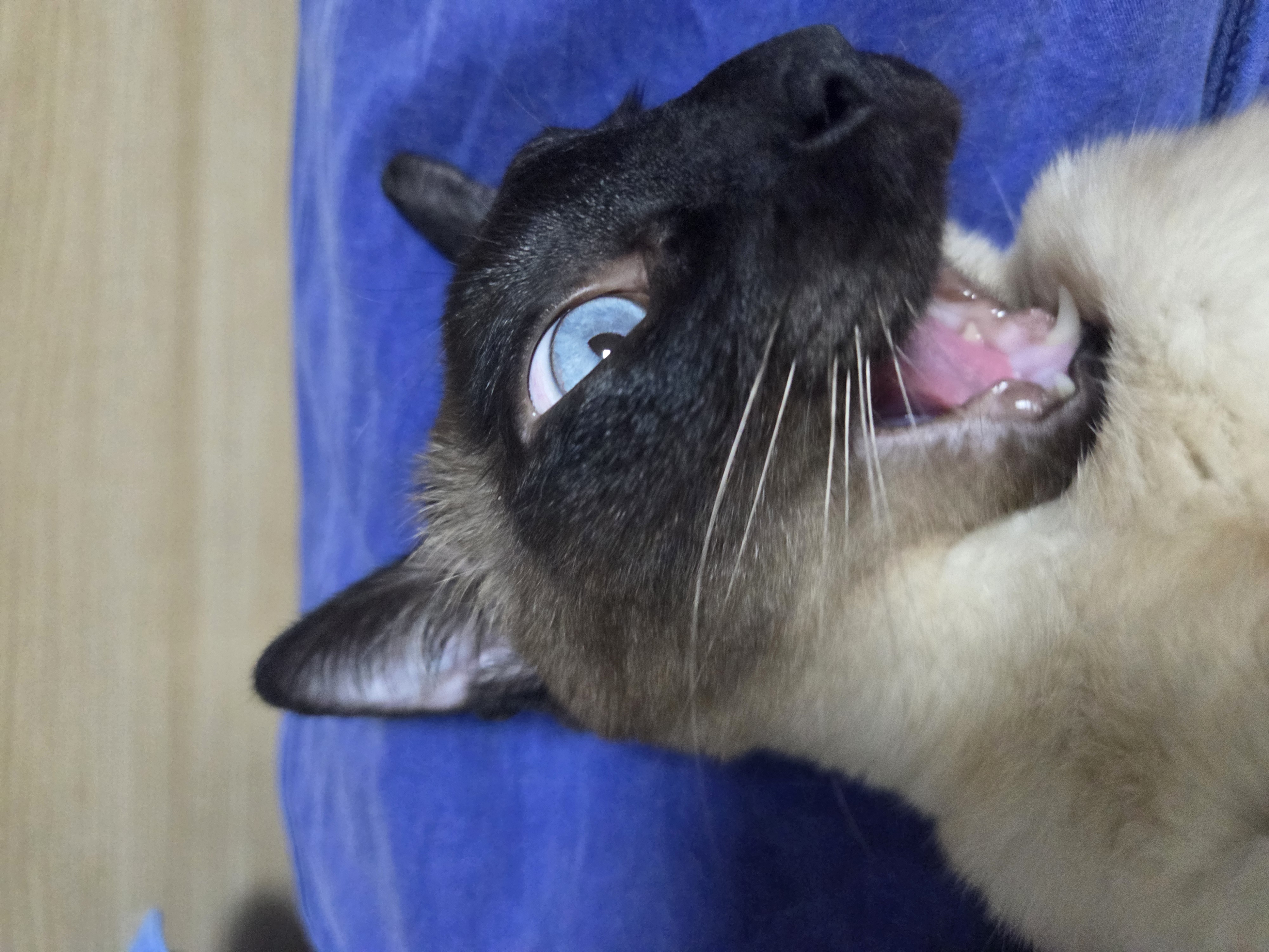 나 고양이 키우는 사람으로써 현타 제대로 왔음