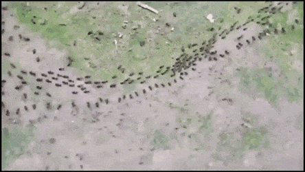 개미군체끼리 조우하면 벌어지는 신기한 일_1.gif