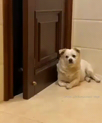 문을 지키는 댕댕이.gif_1.gif