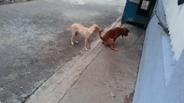 똥!ㅋㅋ_1.gif
