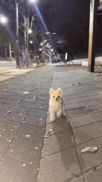 개랑 산책해서 억울한 사람_2.gif
