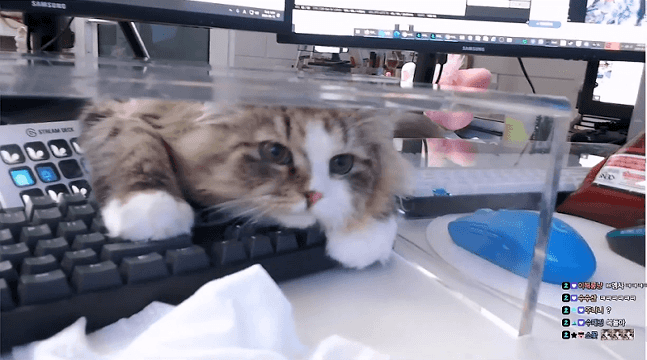 인방) 서새봄이 고양이 때문에 구입한 물건들_24.gif