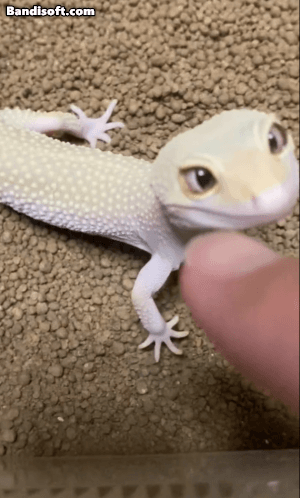 게코 귀여움.gif_1.gif