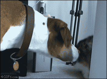 냥냥 펀치_1.gif