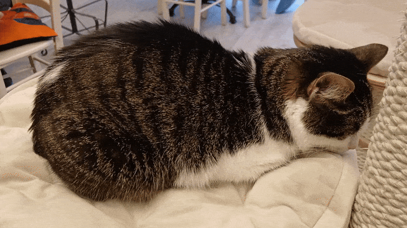 봇치의 리투아니아 여행 8화_21.gif