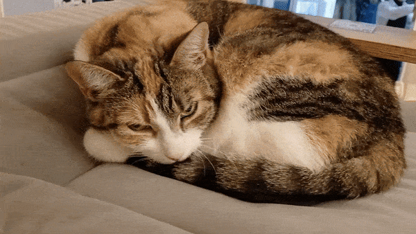 봇치의 리투아니아 여행 8화_24.gif