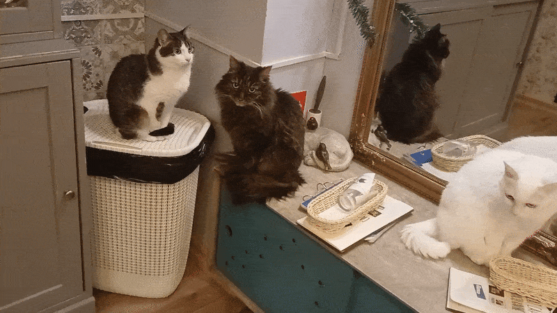 봇치의 리투아니아 여행 11화_16.gif