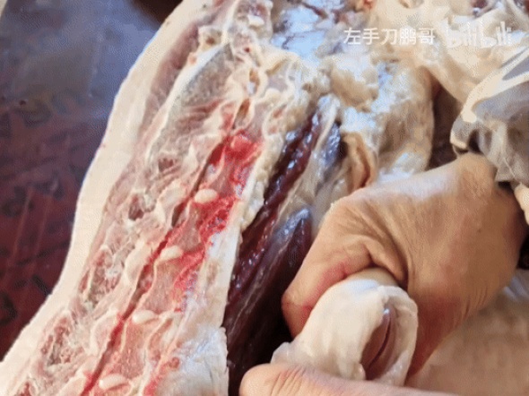 돼지에서 콩팥 뽑아내는 장면.gif | 유머 게시판 돼지에서 콩팥 뽑아내는 장면.gif | 유머 게시판 | 루리웹