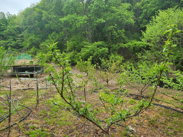 논산시 벌곡면 검천리에 있는 제 아버지의 포도 농장입니다. ㅎㅎ