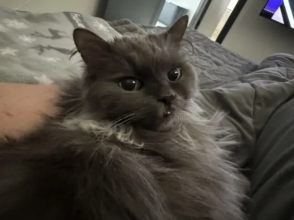 깜순이와 함께할 수 있는 시간이 얼마 안남은거 같습니다..